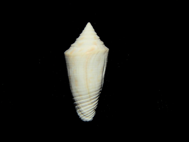 Jaspidiconus wilsoni 17.76mm.-Brantley Pit Rare-Lot#16571 Jaspidiconus wilsoni 17.76mm.-Brantley Pit Rare-Lot#16571